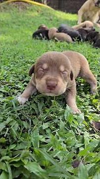 6days Old Black Newborn Labrador Puppies 🐶cute Lab
