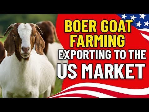 Boer Goat Farming: How to Export to the USA Market Successfully (2025)