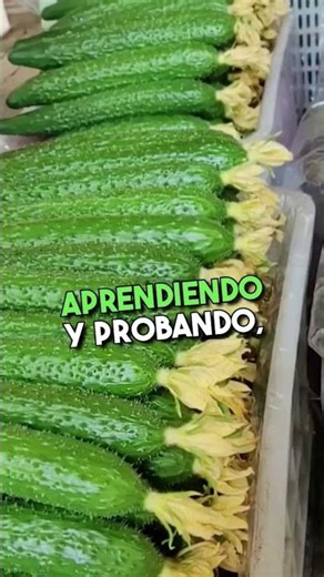 Cómo hacer tus plantas crecer más rápido y producir más 🍅🌱 Trucos con azúcar y bicarbonato