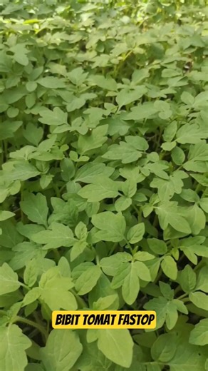 bibit tomat fastop #bibit #fastop #kebun #real #shots #pertanian