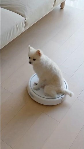 SPRO CCTV - 4MP Mini IP PTZ Camera with 5x Optical Zoom, Night Vision & Built-In Audio Security