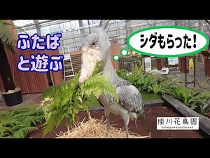 【掛川花鳥園公式】ハシビロコウ「ふたば」とシダ束で遊ぶ。かわいい。
