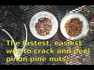 The fastest, easiest way to crack and peel pinon pine nuts!