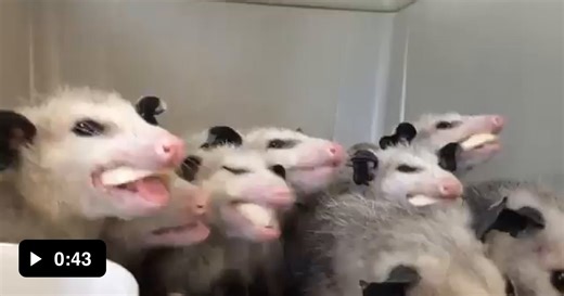 Opossums Eating Bananas - Video