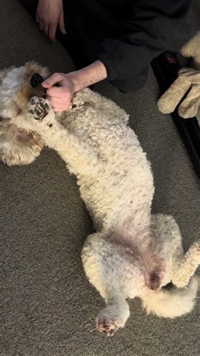 Play time 🐶😀 #play #labradoodle