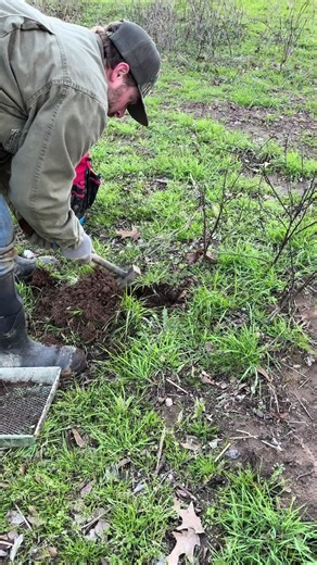 Who else is trapping and managing the predators that raid our turkey nests? 🦃 Do your part this season—healthy habitat means more poults and better springs. #TurkeyConservation #PredatorManagement #DoYourPart #TurkeySeason #TurkeysForTomorrow