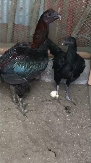 Black Knight Peruvian #ayam #ayamperu #rooster