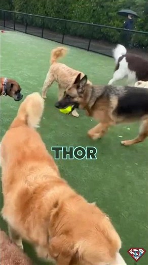 Which Dog Are You? 🐶🎵