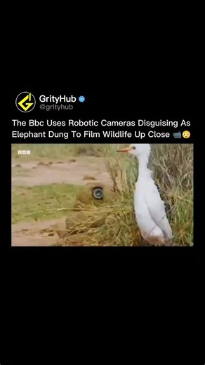 Grity Hub on Instagram: "You won't believe what BBC hid inside elephant poop to get the perfect shot. 🎥💩 For their Spy in the Wild series, BBC filmmakers created the Dung Cam—a remote-controlled camera hidden inside a fake pile of elephant dung. It looks real, smells real, and even moves like it rolled naturally across the savanna. Animals completely ignore it, which means crews can film behaviors that would never happen with humans around. But it gets better. The Dung Cam can release smaller