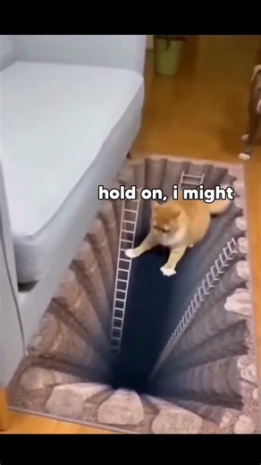 Cat almost falls to to death