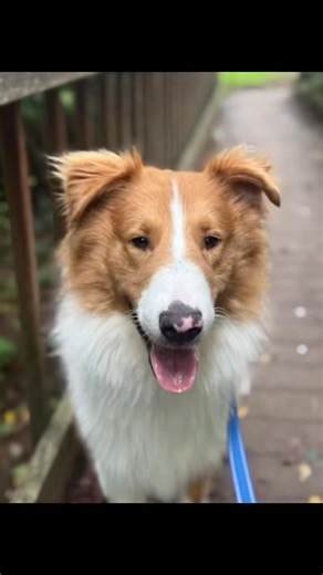 Have you ever seen a more gorgeous dog? Cosmo might just be the most stunning Collie/mix we’ve ever laid eyes on — but it’s his quiet, gentle heart that truly makes him special. 💛 Cosmo came to us through our Animal Law Enforcement team after a rough start to life. He’s been through more than any dog should, and while the world still feels a little too big and loud for him, he’s learning, slowly, that love exists. Cosmo is incredibly shy — the kind of boy who needs someone with a gentle heart a
