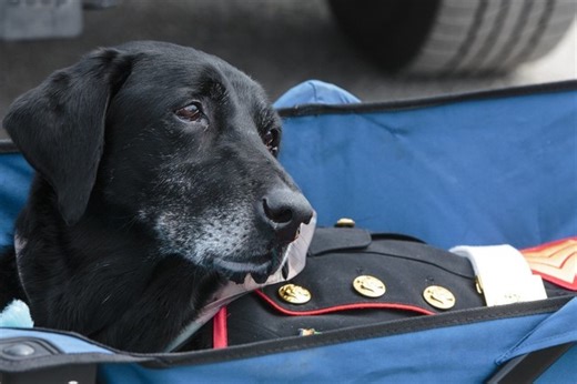 Feel-Good Friday: Secret Service K-9 Hurricane's Last Day and the Charity Named in His Honor