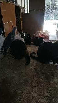 A story of coexistence between cats and humans: Is it intelligence?