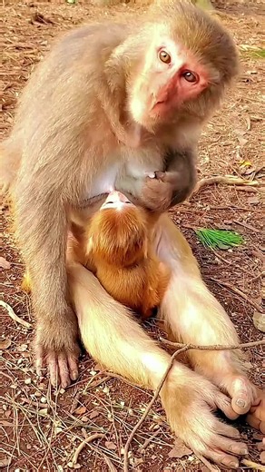 Mother and Baby Monkeys: Mating, Birth, and Bonding