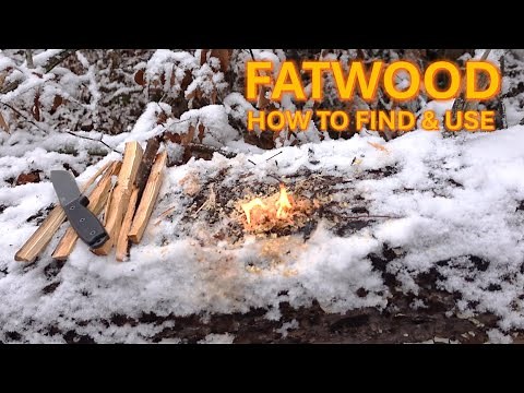 How to Find & Use Fatwood for Fire Starting | Survival & Emergency Tips