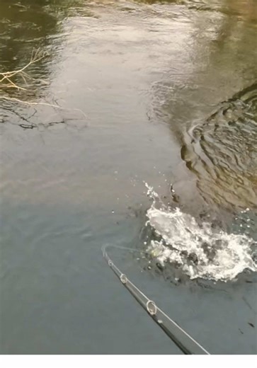 Exciting Surface Fishing for Murray Cod