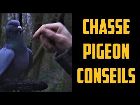 PIGEON HUNTING: some tips on decoys