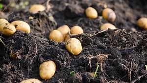Growing Potatoes in Zone 6B — Fox Run Environmental Education Center