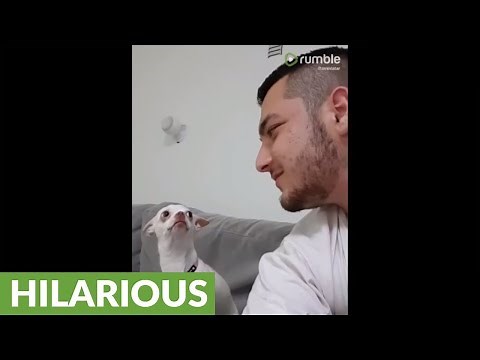 Angry chihuahua truly hates owner's affection