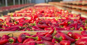 Le piment d'Espelette, du champ à l'assiette