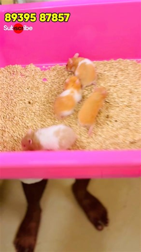 Hamster in Low Price