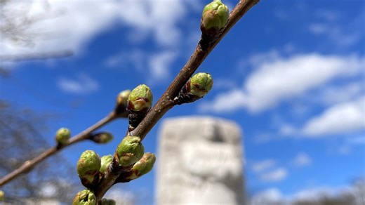 Peak bloom in sight as DC Cherry Blossoms reach florets stage