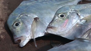 Sri Lanka's freshest seafood