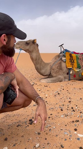 Dromedarios en el desierto de Marruecos