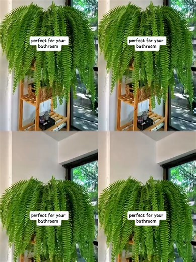 Boston Fern: The Ideal Bathroom Plant for Clean Air