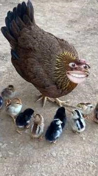 मुर्गे 🐓का बच्चा 🤣#funny #comedy #ytshorts #viral #shorts #funnyjokes 🤣