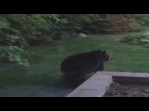 Police shoot bear dead