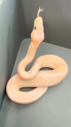 シャンパンコーラルグロウ🍾 #ボールパイソン #reptiles #ballpython