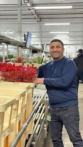 What makes a Christmas delivery truly special?🎅🏼🌹 Behind every Christmas box is a story of care✨ From our buyers selecting the best flowers, to our warehouse team packing each stem with precision, and our drivers delivering your flowers safely🎄The whole Hoek team makes sure your flowers arrive fresh and ready for the holiday season🤍 Fresh flowers packed by Mirza❤️ Here’s to a successful and sparkling Christmas season✨ #hoekflowers #christmasorders #christmasflowers #christmasflowerorder #ch