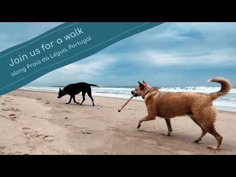 Dog Walk TV • Relaxing Video for Dogs & their Humans • Virtual Dog Walk at The Beach