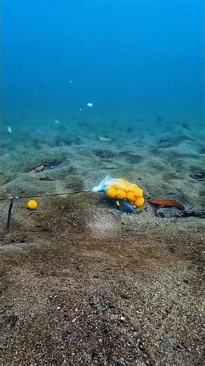 The fish got caught in its net.