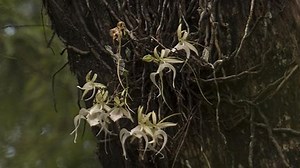 Thieves caught trying to steal super rare Florida ghost orchid, FWC says