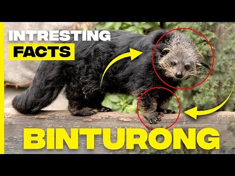 Discovering Binturong: Facts About the Fascinating 'Bearcat