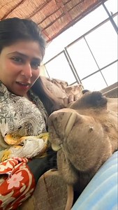 After today’s craziness our shelter manager sat with Cammie to comfort her and she put her head on her lap. ❤️ This is our peace and this is our goal | CDRS Benji Project Karachi Shelter