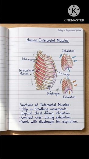 Human Intercostal Muscles#RespiratorySystem #IntercostalMuscles #Biology #Science #HumanBody