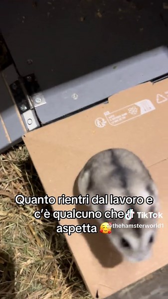 Heartwarming Reunion with My Hamster After Work