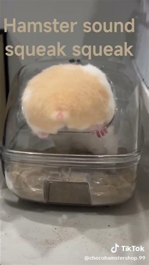 hamster sound squeak squeak