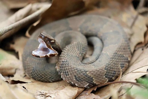 How Big Was the Largest Cottonmouth Ever Recorded? Huge.