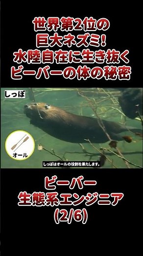 世界第2位の巨大ネズミ！水陸自在に生き抜くビーバーの体の秘密