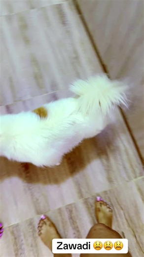 official riam🧿 (@iamriam19)’s videos with original sound - Mûyû🧑🏿‍🎤The Stable Genius🐉