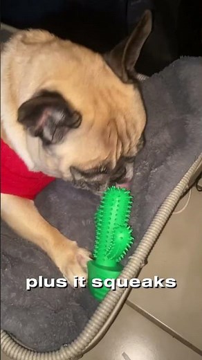 Best Dog Chew Toys | Safe, Durable & Fun for Your Furry Friend!