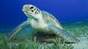 Green sea turtle - Alchetron, The Free Social Encyclopedia