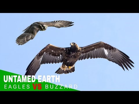 3 Golden Eagles vs Buzzard | Intense Aerial Battle in the Wild 🦅
