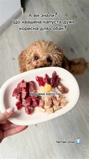 Чому я годую собаку квашеною капустою?