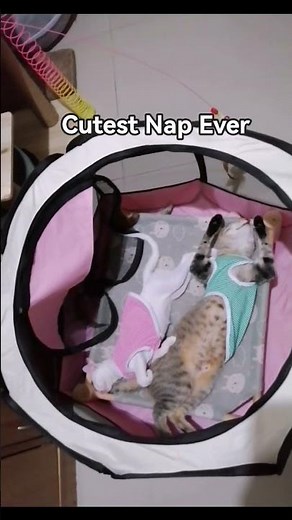 Cutest Nap Ever 😴| Adorable & Relaxing Cat Moments | Cute Cat Shorts #cats #pets #animals