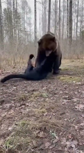 Black Panther vs Bear – Insane Wild Fight! 🐆🐻#fighting #wildanimals #usa